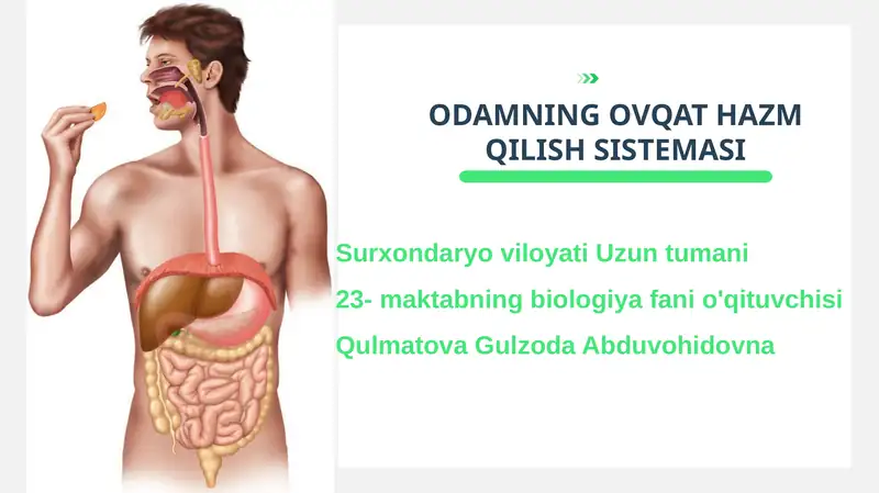 ODAMNING OVQAT HAZM QILISH SISTEMASI