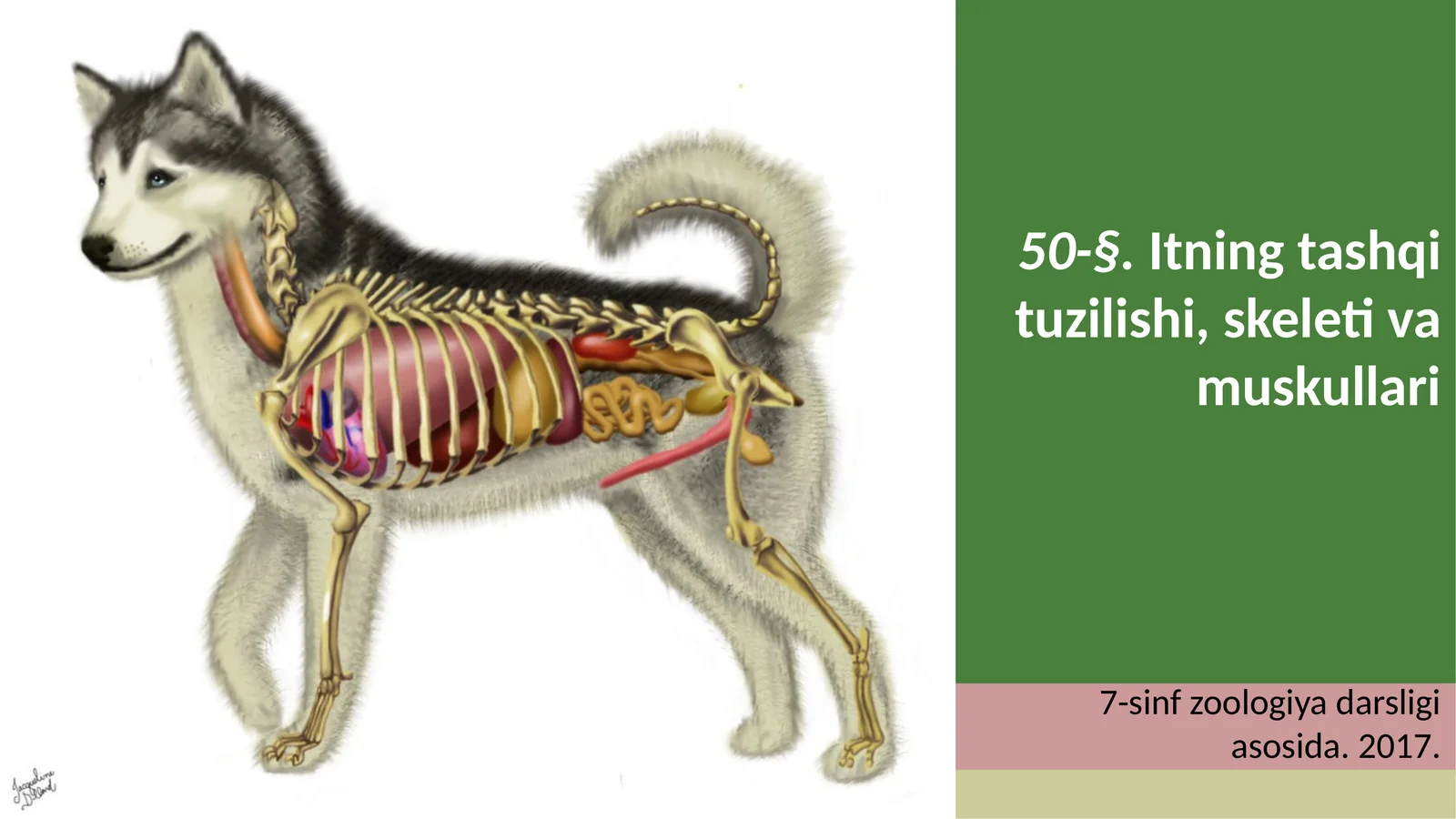 7-sinf Zoologiya 'Itning tashqi tuzilishi, skeleti va muskullari' ko'rgazma