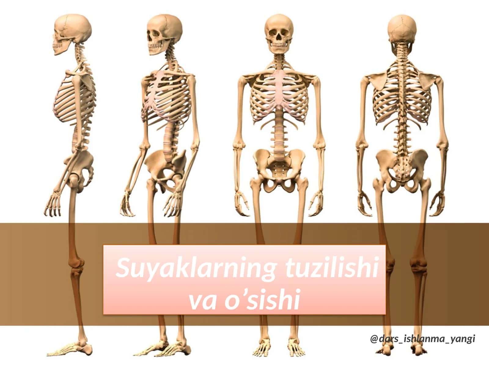 Suyaklarning tuzilishi va o‘sishi