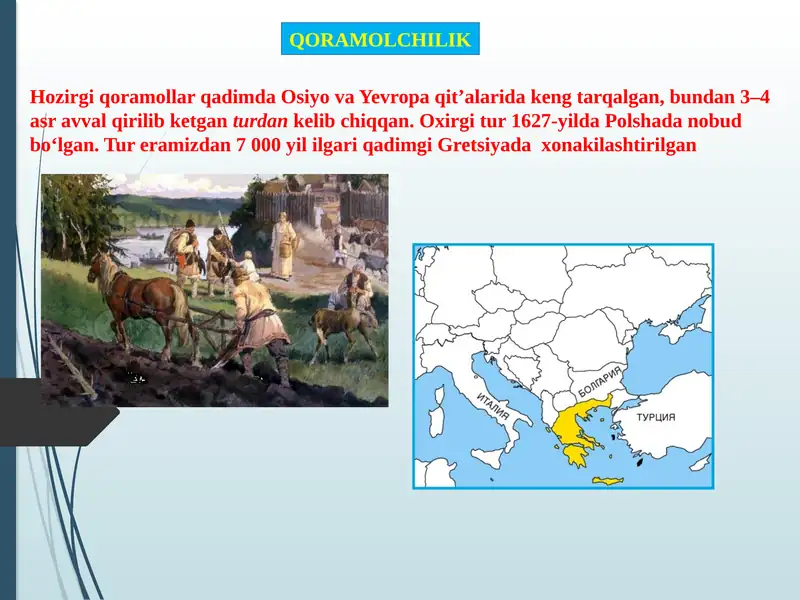 QORAMOLCHILIK