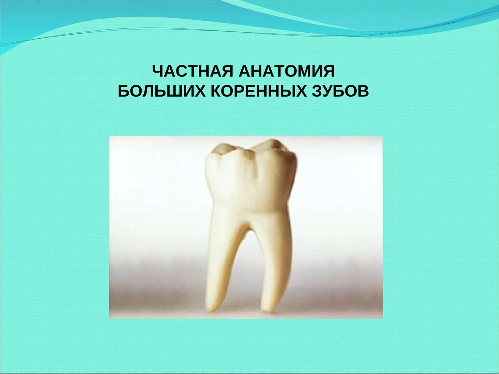 БОЛЬШИХ КОРЕННЫХ ЗУБОВМОЛЯРЫ (DENTES MOLARES)