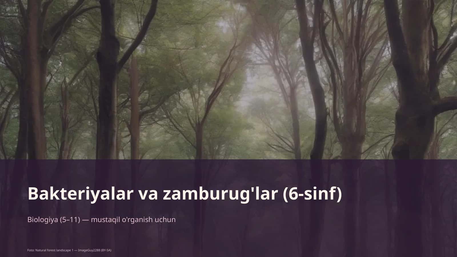 Bakteriyalar va zamburug'lar (6-sinf)