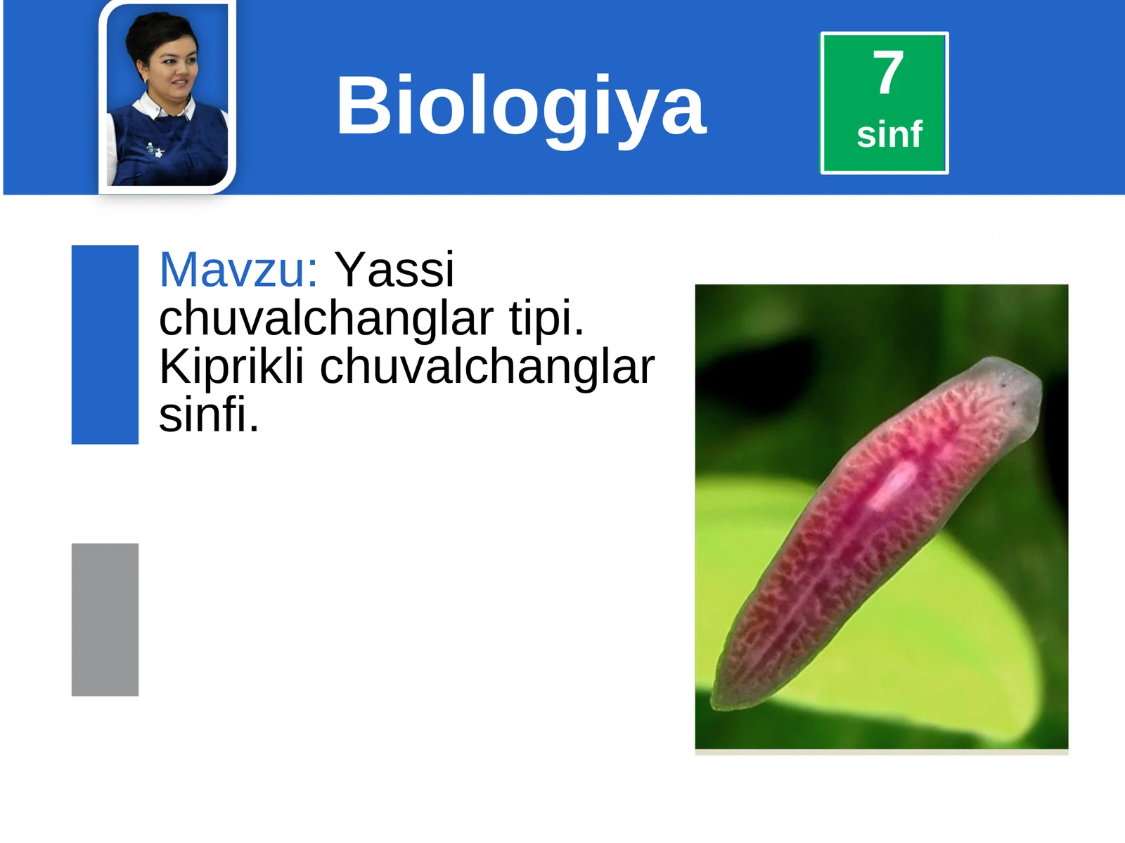 Yassi chuvalchanglar tipi. Kiprikli chuvalchanglar sinfi