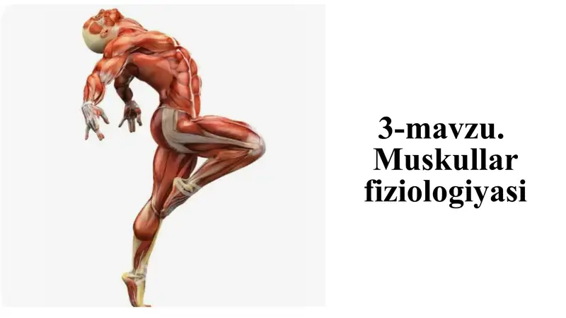Muskullar fiziologiyasi
