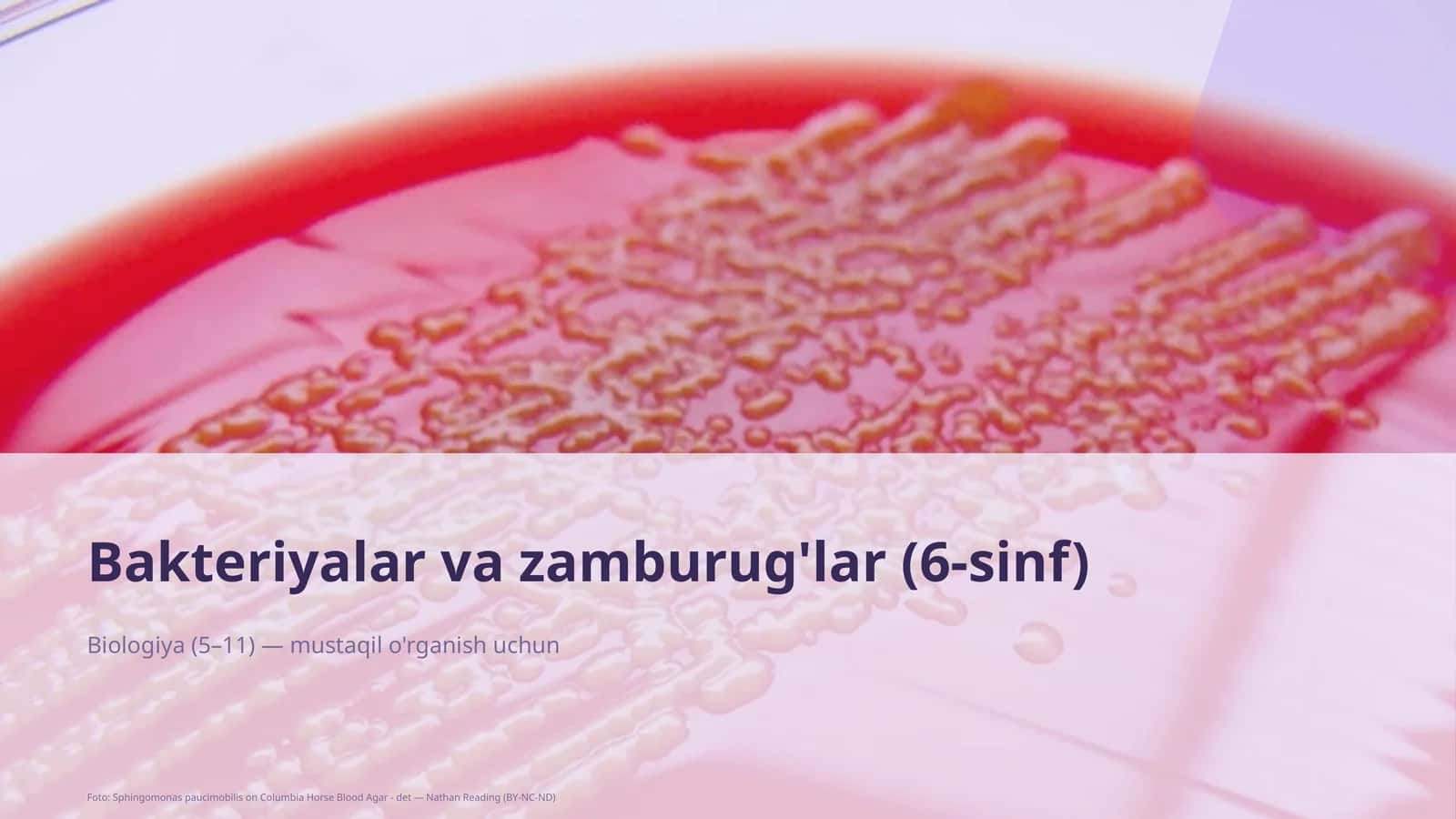Bakteriyalar va zamburug'lar (6-sinf)