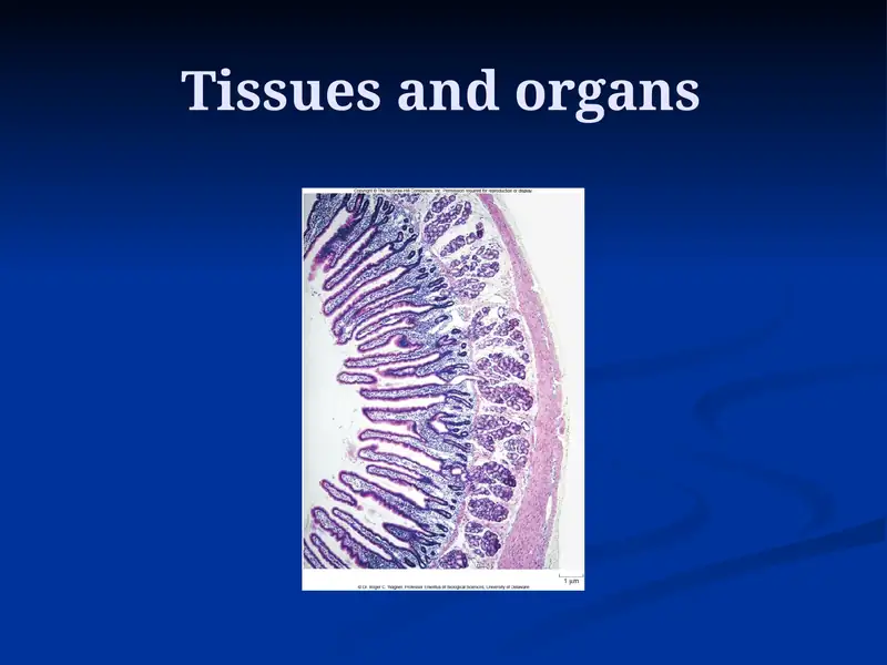 Organization of Your Body