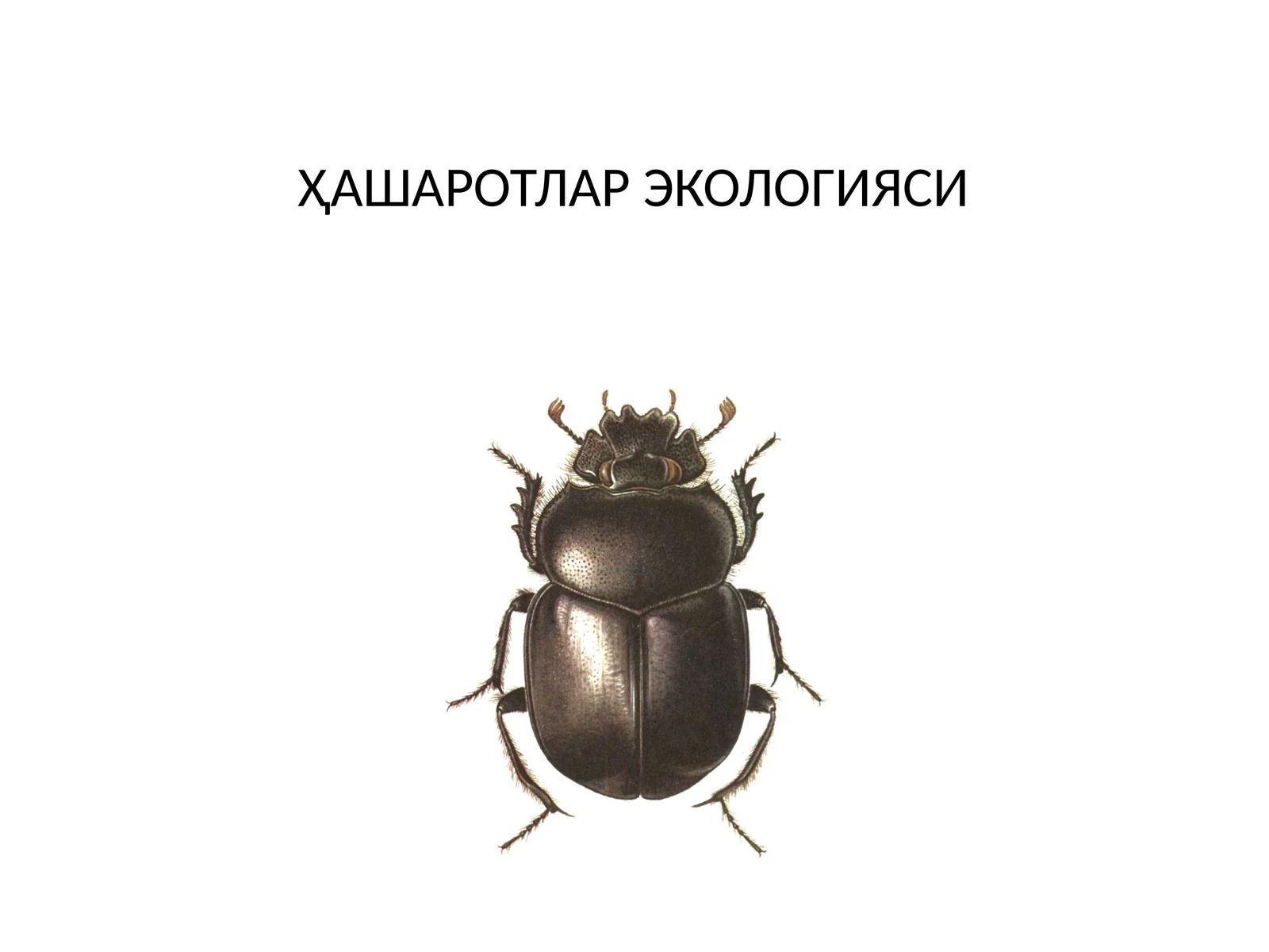 ҲАШАРОТЛАР ЭКОЛОГИЯСИ
