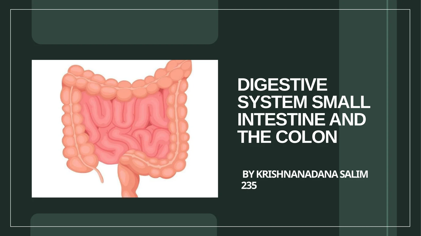 Introduction to the Digestive System