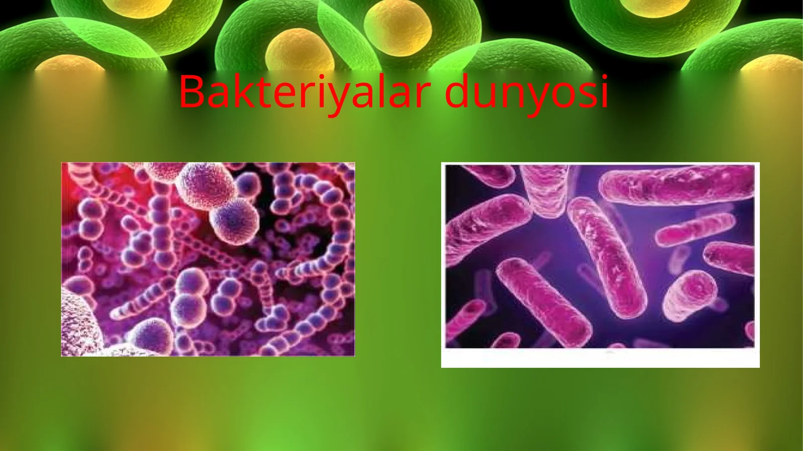Bakteriyalar dunyosi