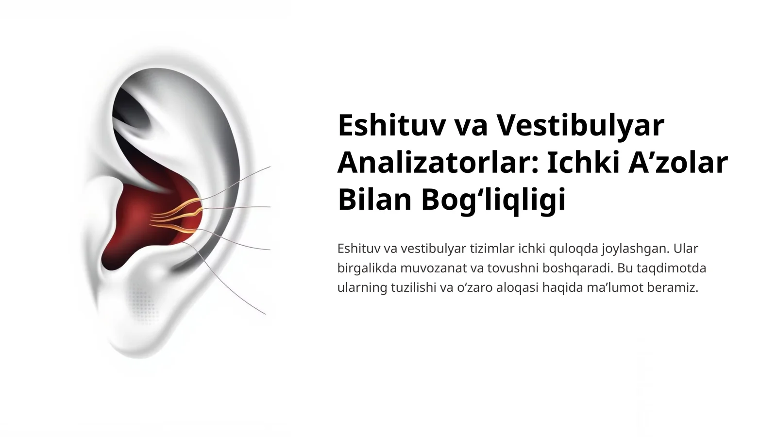 Eshituv va Vestibulyar Analizatorlar: Ichki Aʼzolar Bilan Bogʻliqligi