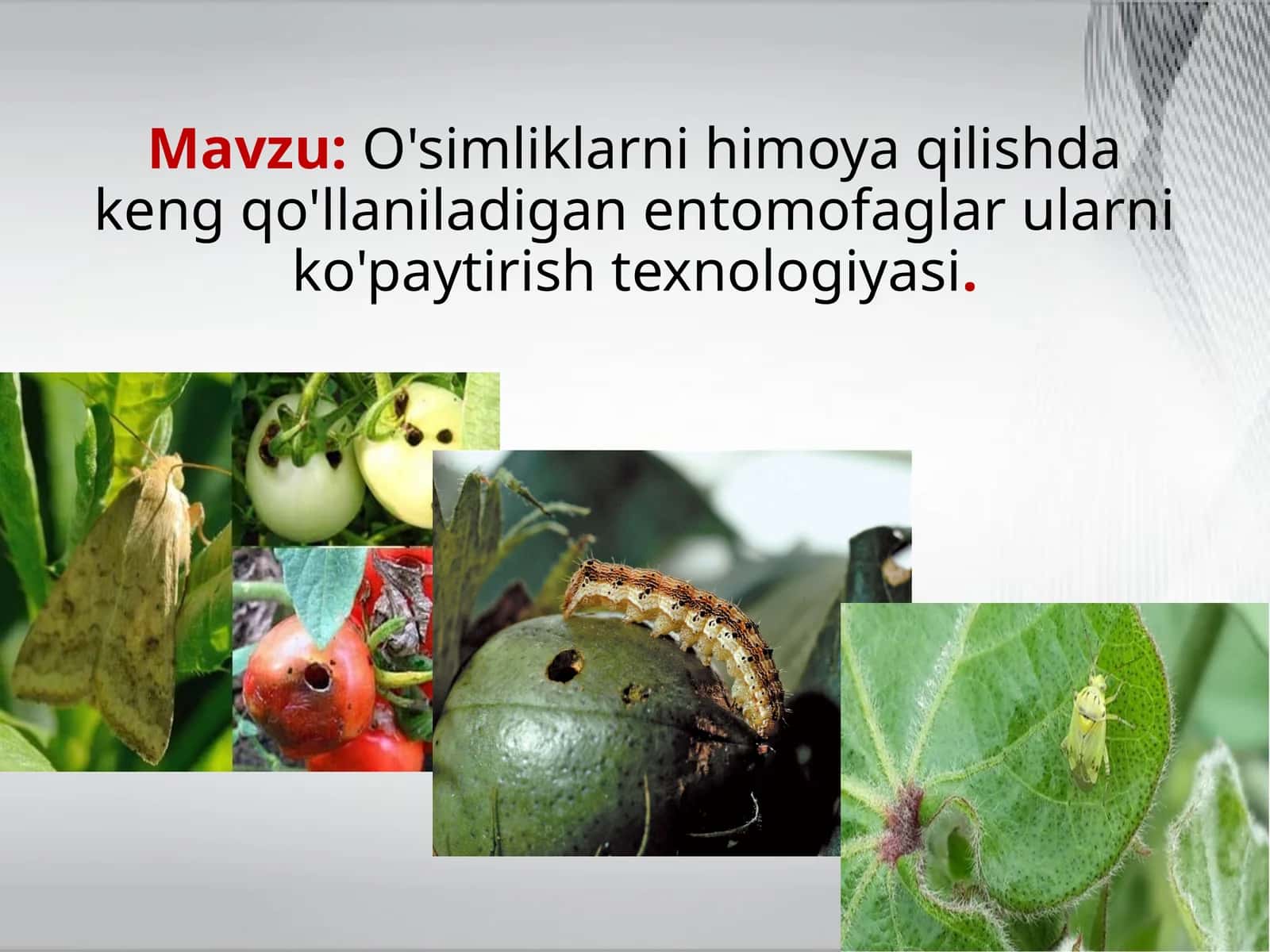 O'simliklarnihimoya qilishda keng qo'llaniladigan entomofaglar ularni ko'paytirish texnologiyasi