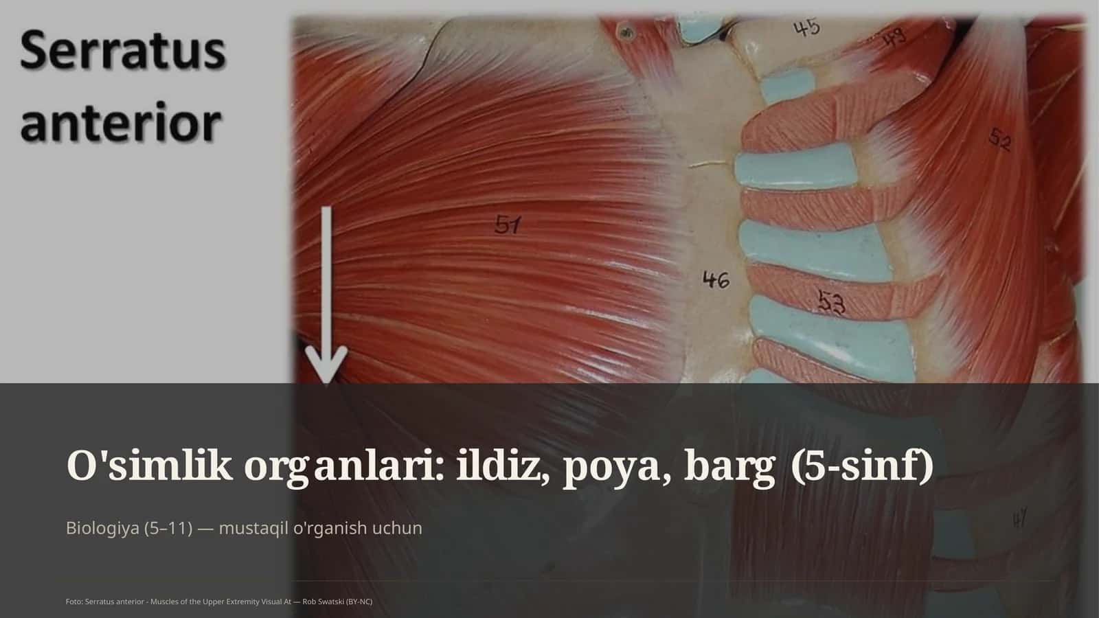 O'simlik organlari