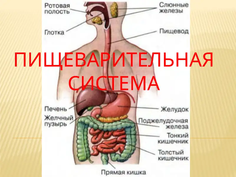 Пишеварительная система
