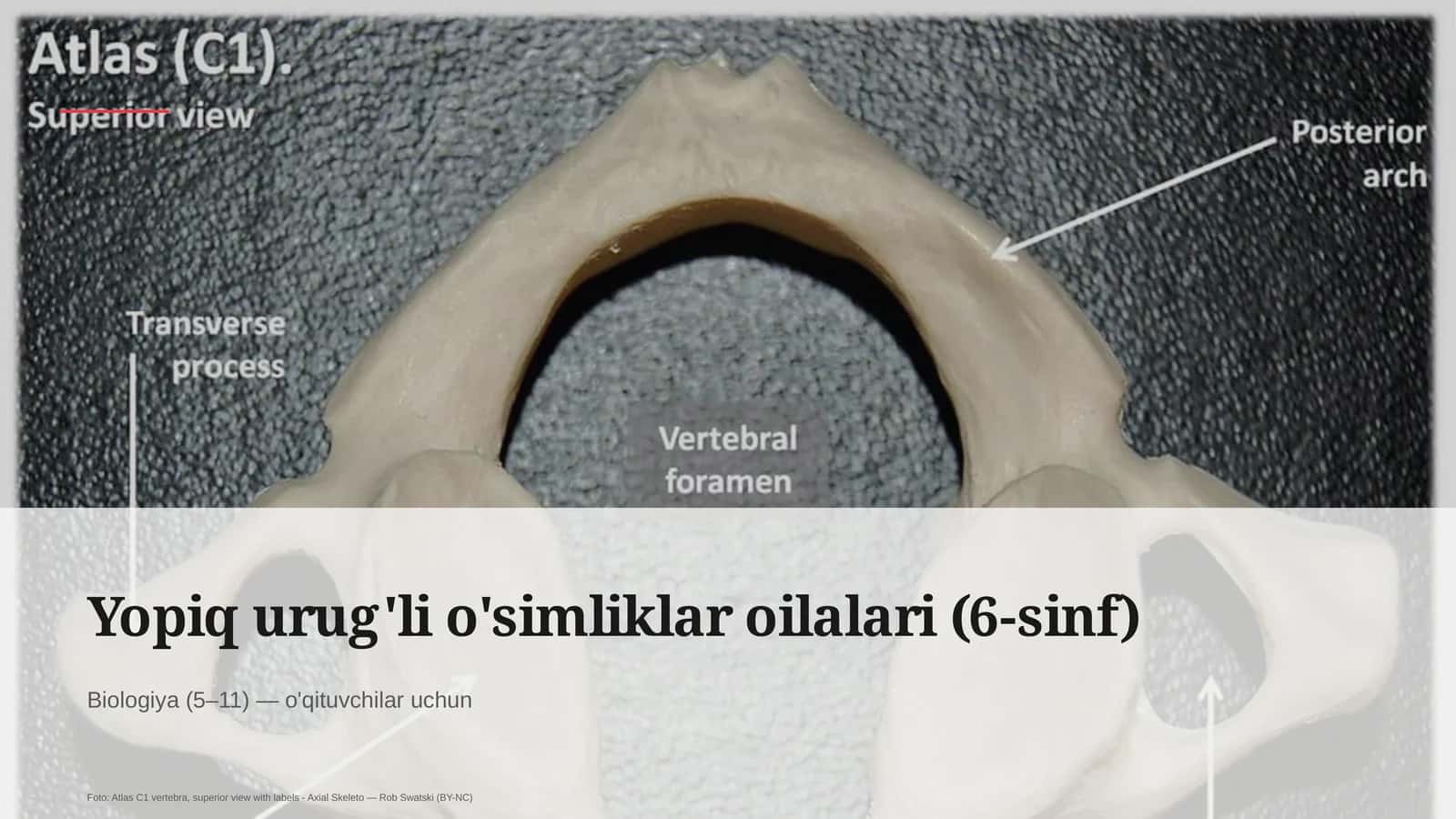 Yopiq urug'li o'simliklar oilalari (6-sinf)