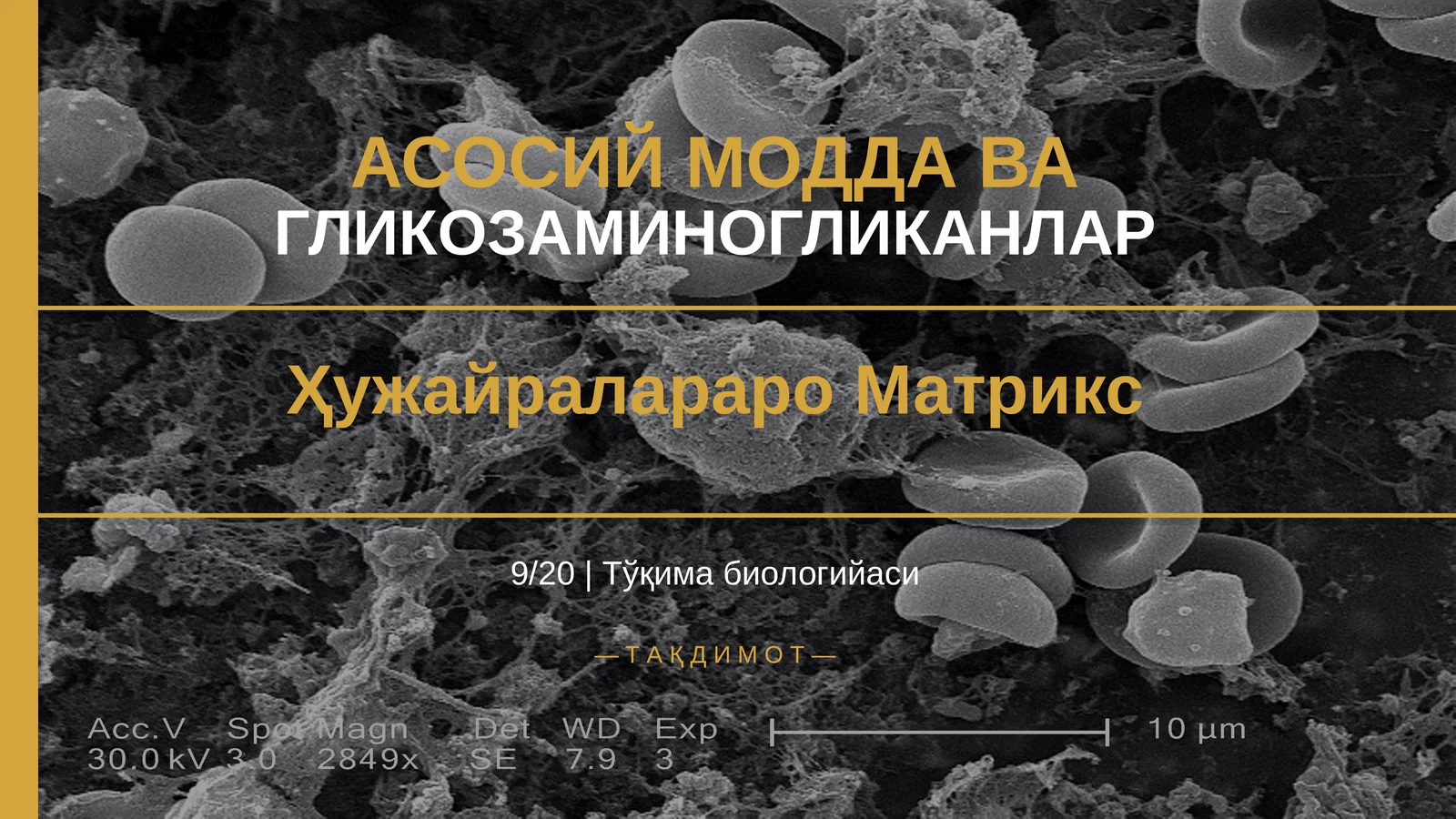 Гликозаминогликанлар ҳужайралараро матрикс