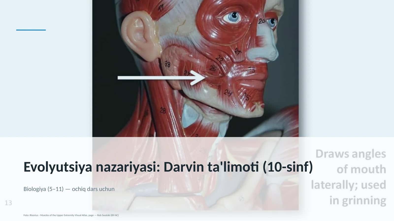 Evolyutsiya nazariyasi: Darvin ta'limoti (10-sinf)