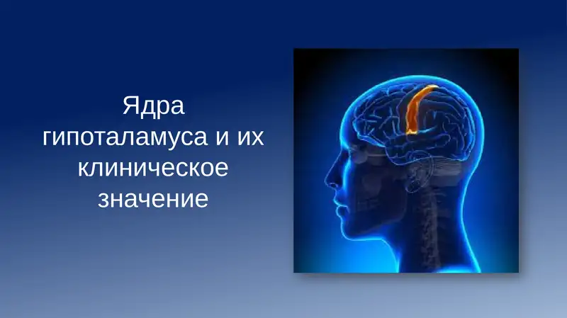 Ядра гипоталамуса и их клиническое значение