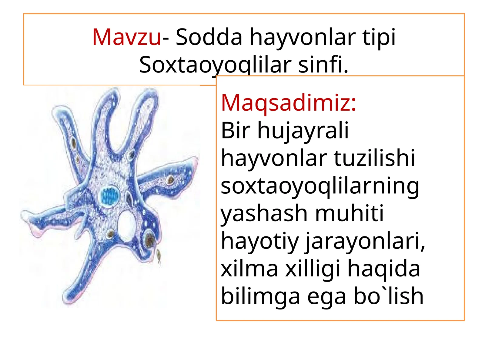 Soxta oyoqlilar sinfi