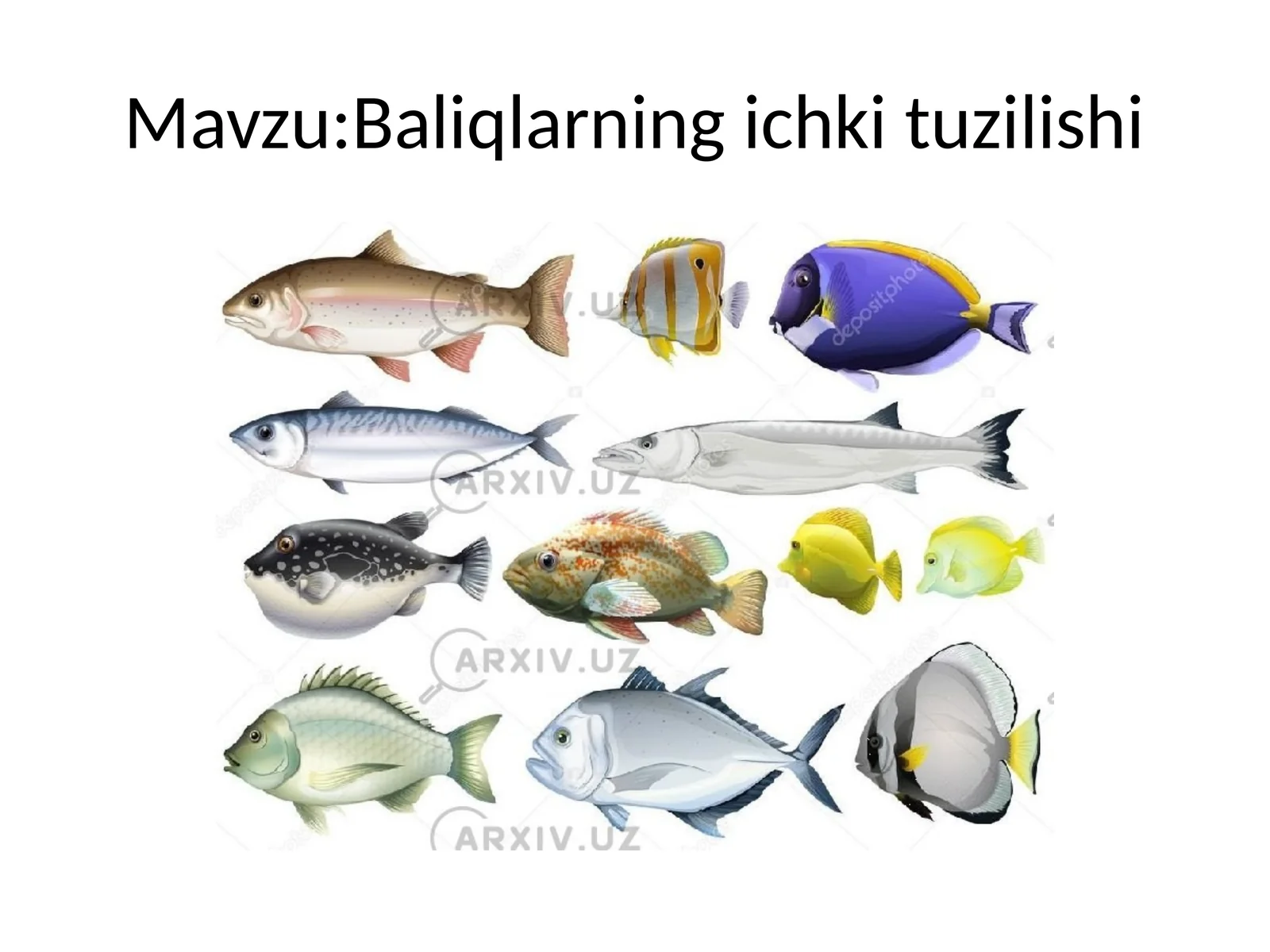 Baliqlarning ichki tuzilishi