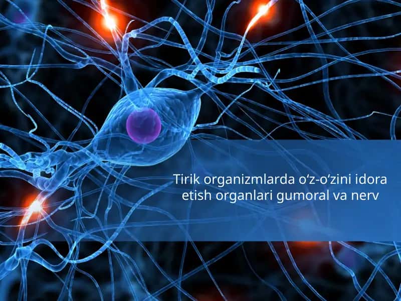 Tirik organizmlar o‘z-o‘zini idora etish organlari