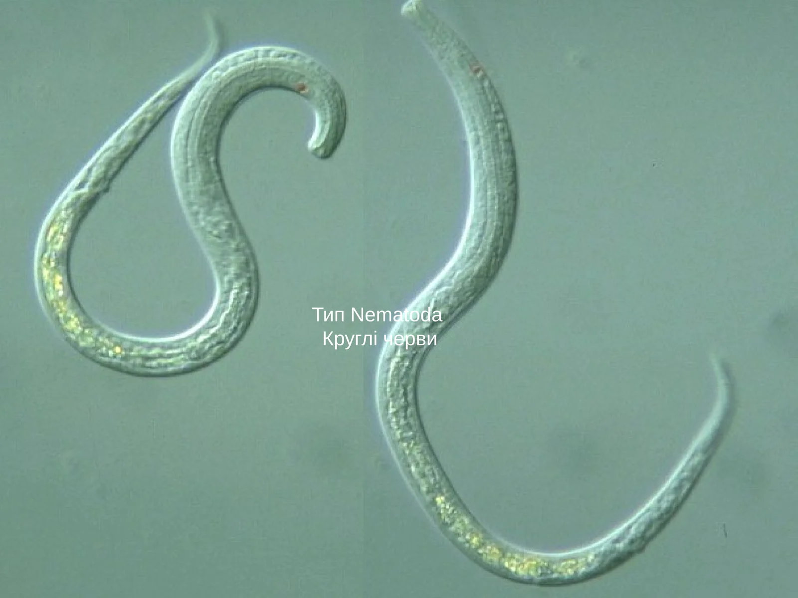 Тип NematodaКруглі черви