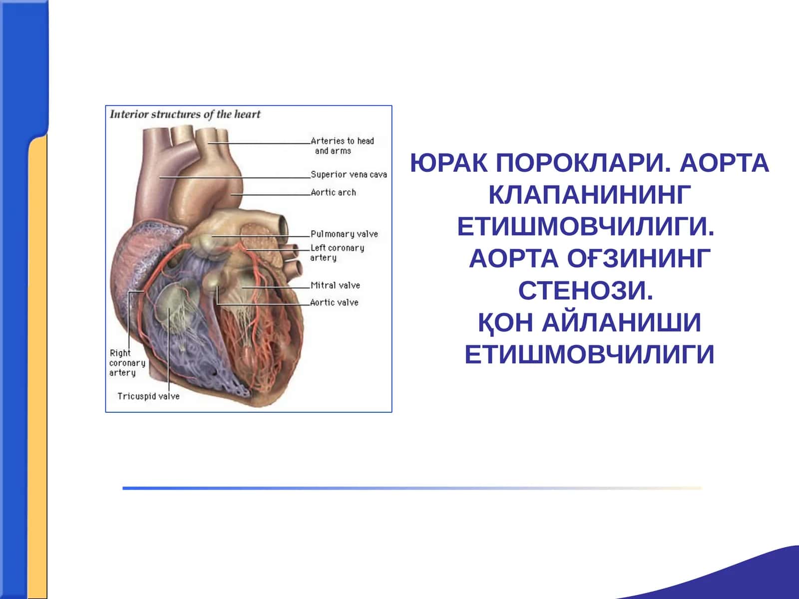 ЮРАК ПОРОКЛАРИ. АОРТА КЛАПАНИНИНГ ЕТИШМОВЧИЛИГИ.АОРТА ОҒЗИНИНГ СТЕНОЗИ.ҚОН АЙЛАНИШИ ЕТИШМОВЧИЛИГИ