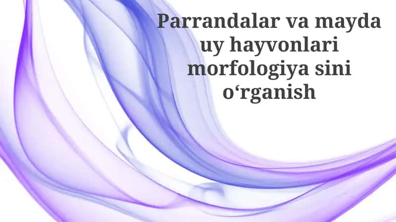 Kichik uy hayvonlarining morfologiyasi