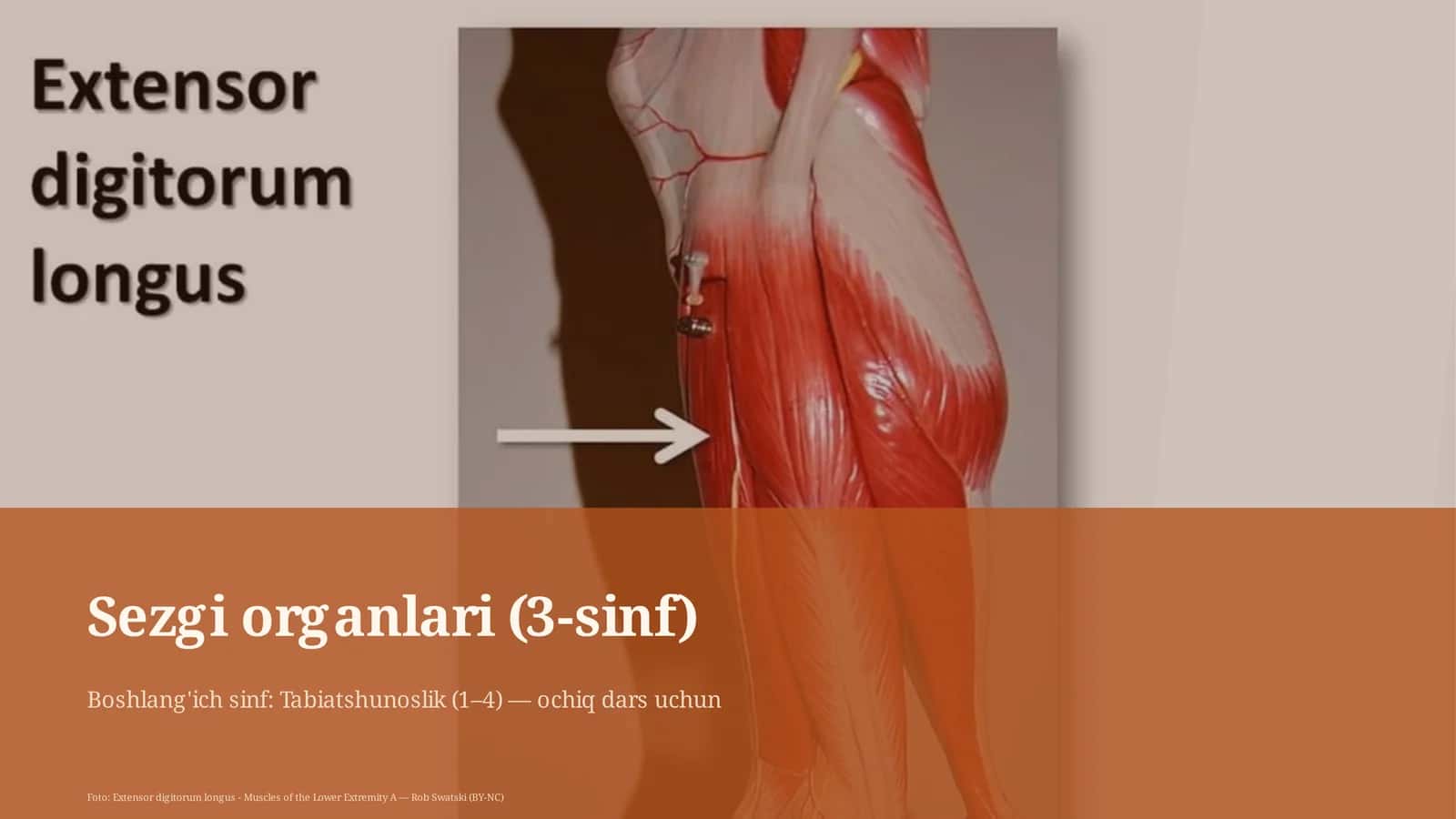 Sezgi organlari (3-sinf)