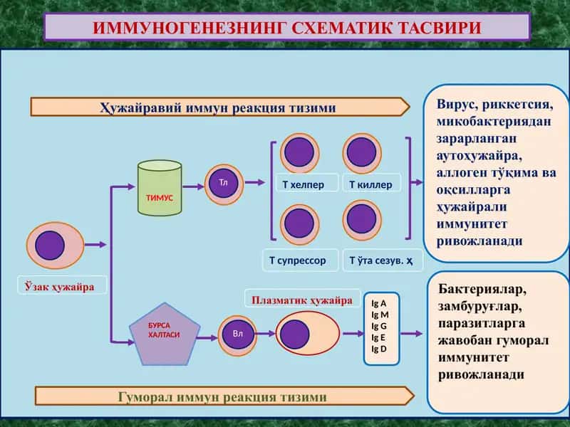 ИММУНОГЕНЕЗНИНГ СХЕМАТИК ТАСВИРИ