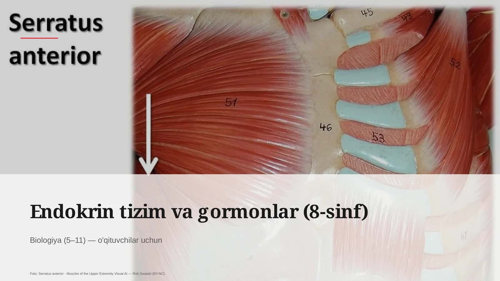 Endokrin tizim va gormonlar (8-sinf)