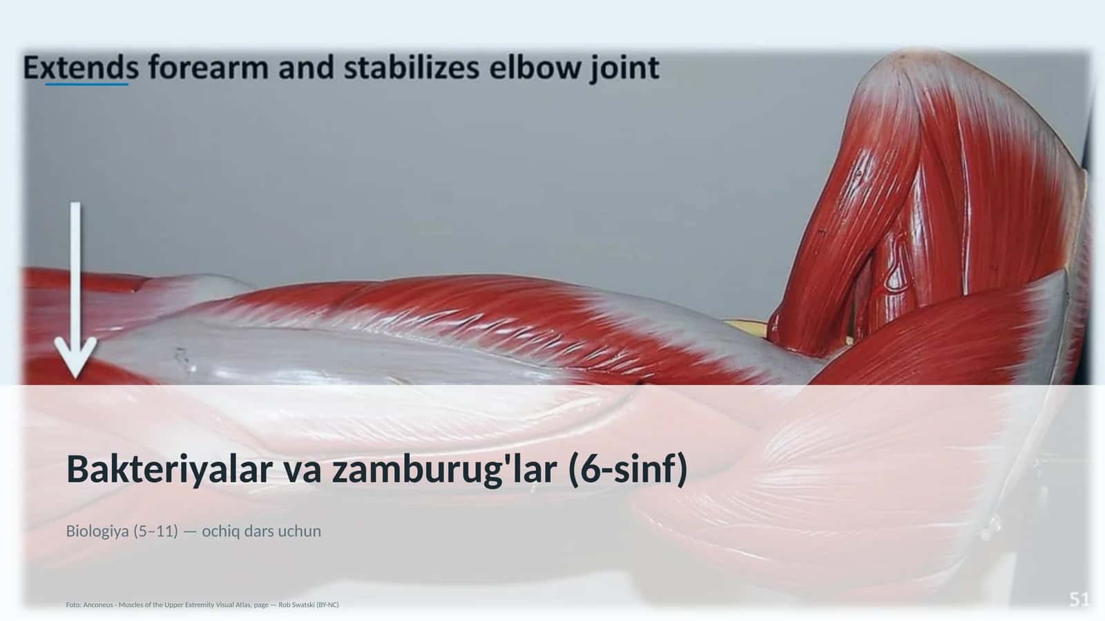 Bakteriyalar va zamburug'lar (6-sinf)