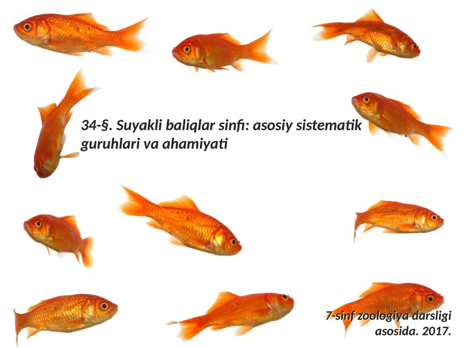 7-sinf Zoologiya 'Parrandachilik' ko'rgazma