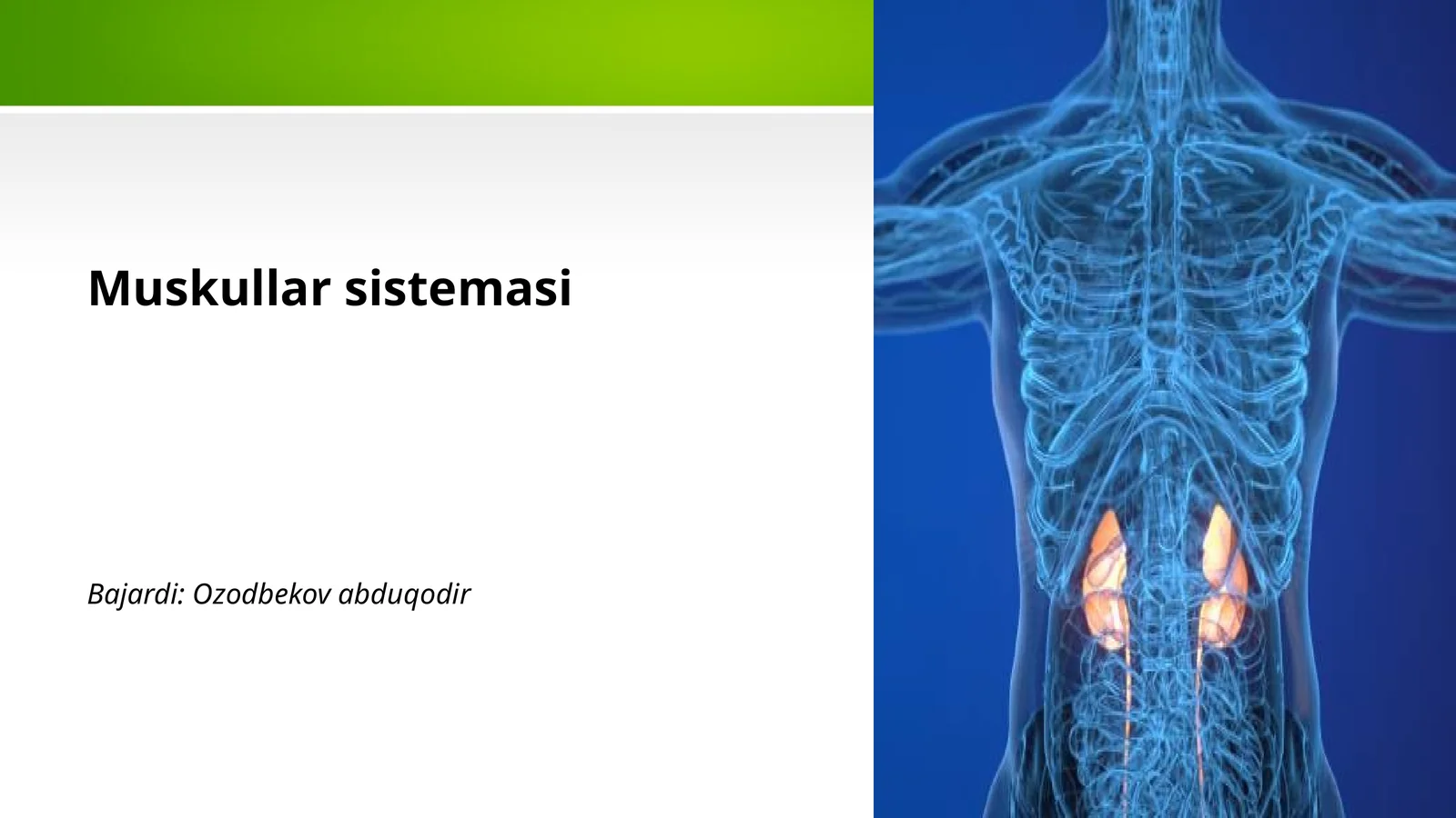 Muskullar sistemasi