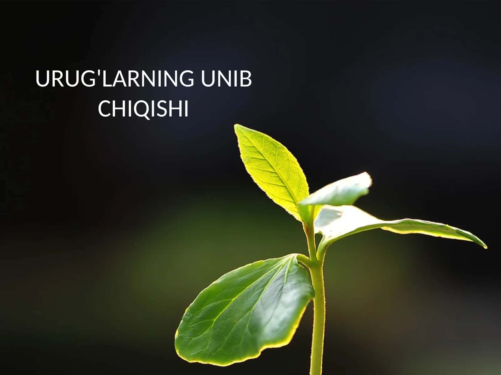 URUG'LARNINGUNIB CHIQISHI