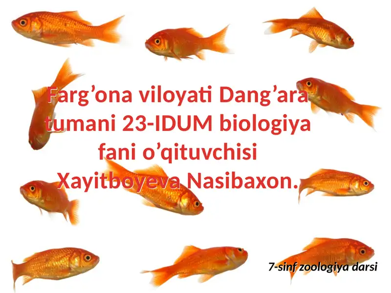 Zoologiya darsi