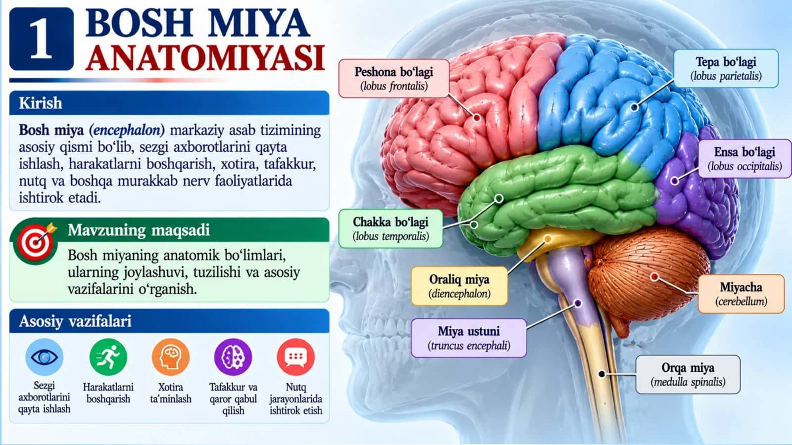 Bosh miya anatomiyasi — professional taqdimot