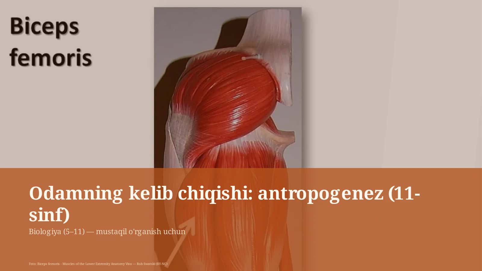 Odamning kelib chiqishi: antropogenez (11-sinf)