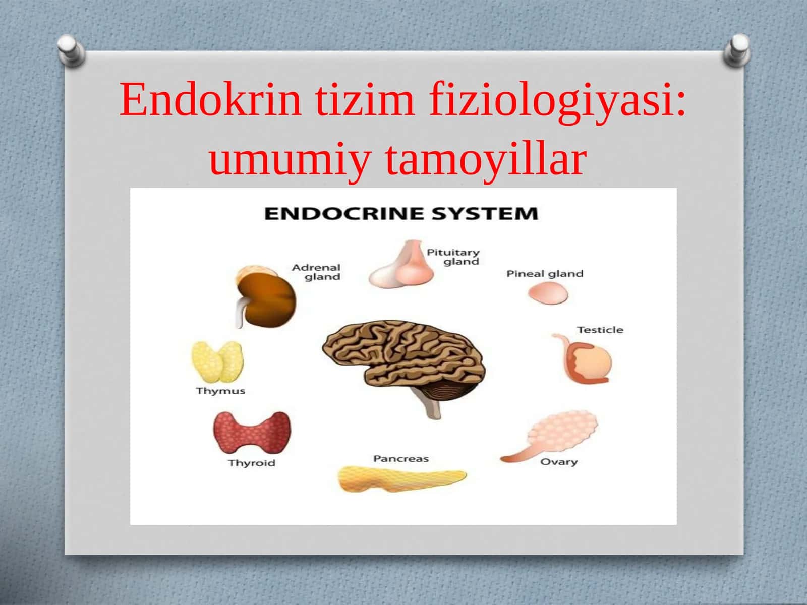 Endokrintizimfiziologiyasi:umumiytamoyillar