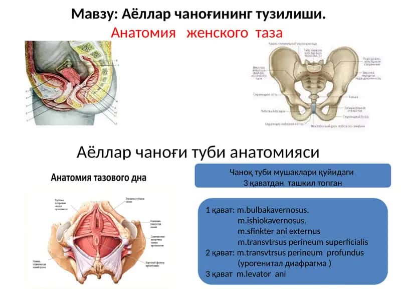 Аёллар чаноғининг тузилиши.Анатомия женского таза