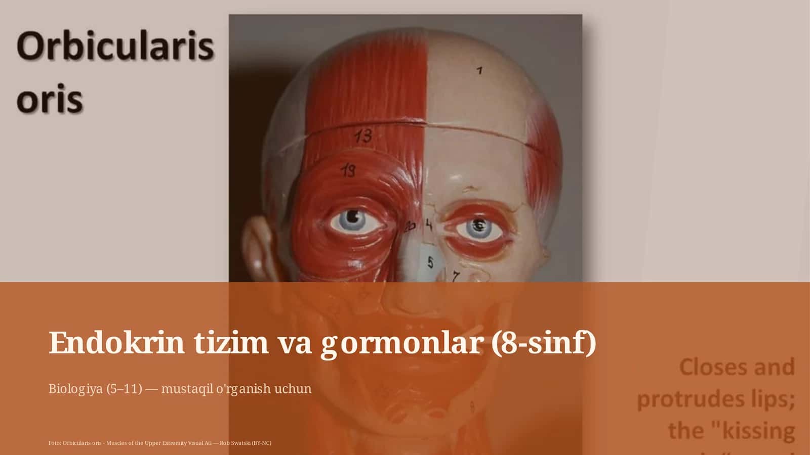 Endokrin tizim va gormonlar (8-sinf)