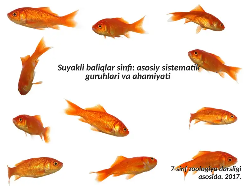 Suyakli baliqlar sinfi asosiy sistematik guruhlari va ahamiyati