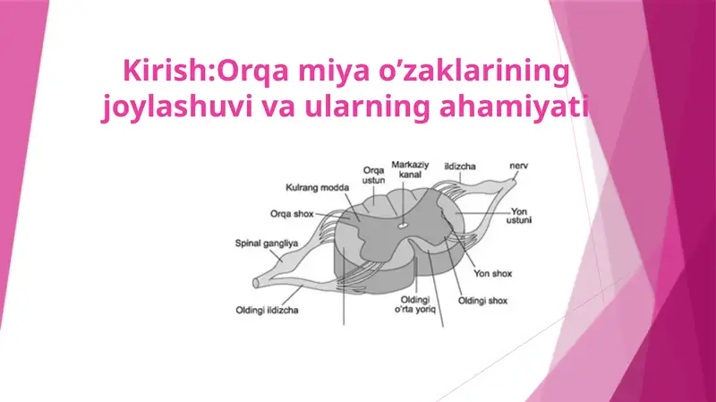 Orqa miya o’zaklarining joylashuvi va ularning ahamiyati