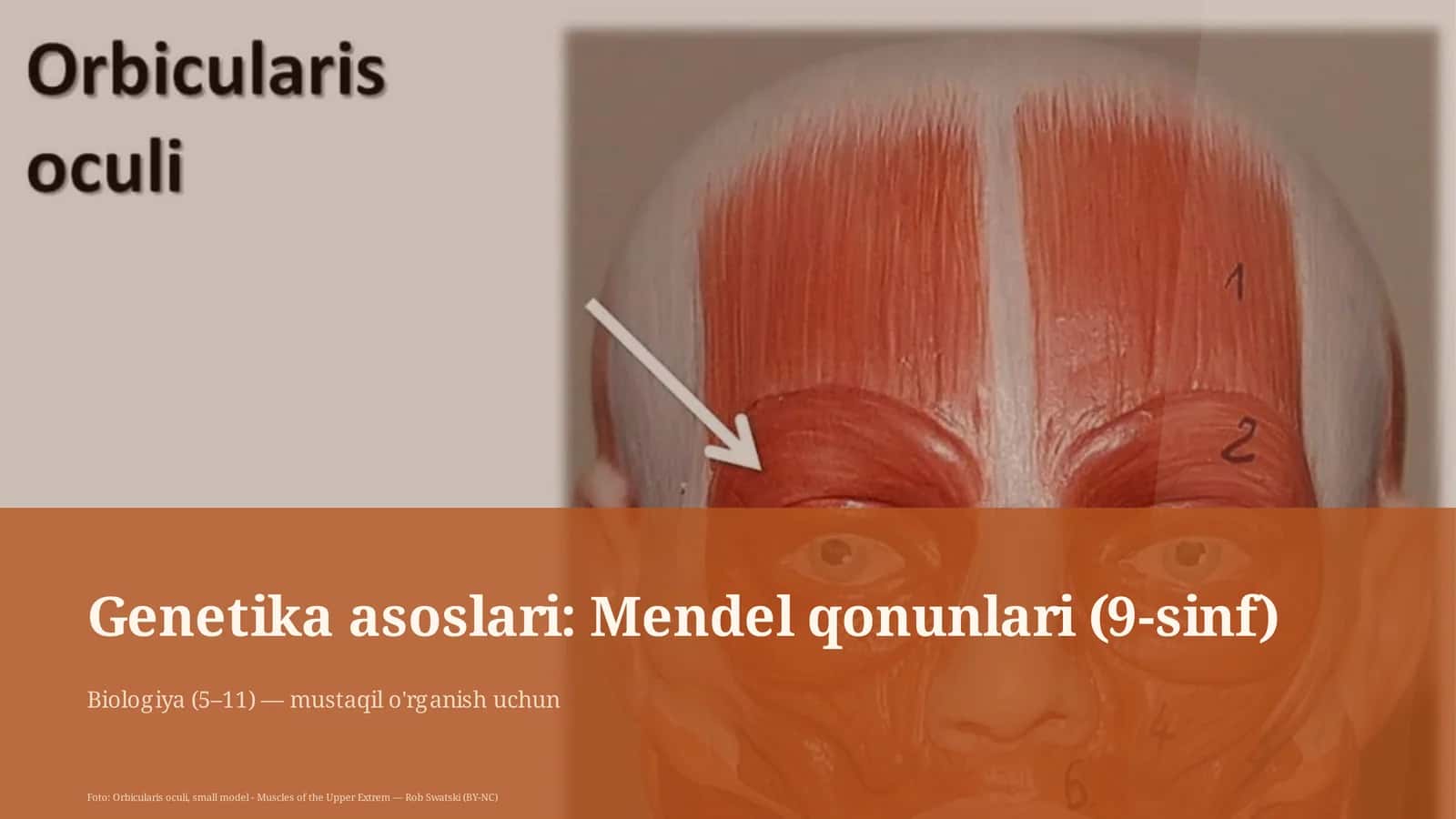 Genetika asoslari: Mendel qonunlari (9-sinf)