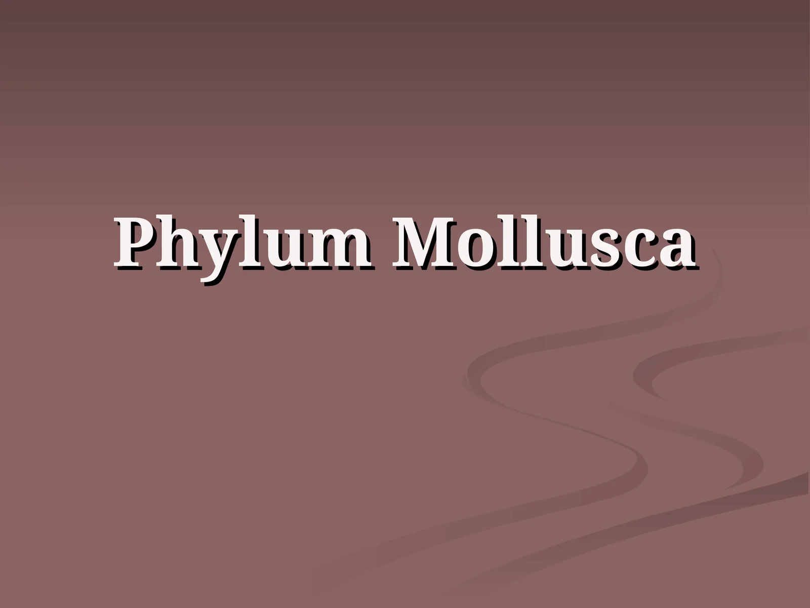 Phylum Mollusca