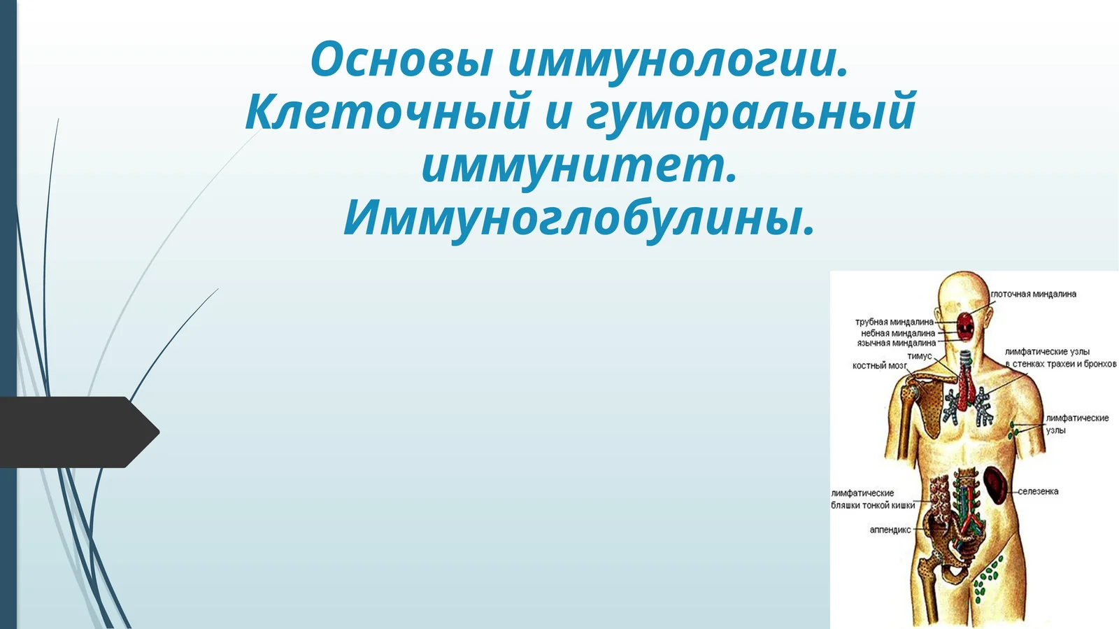 Основы иммунологии. Клеточный и гуморальный иммунитет. Иммуноглобулины