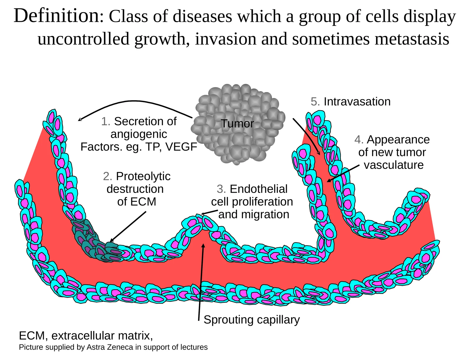 Class of diseases which a group of cells display uncontrolled growth, invasion and sometimes metastasis