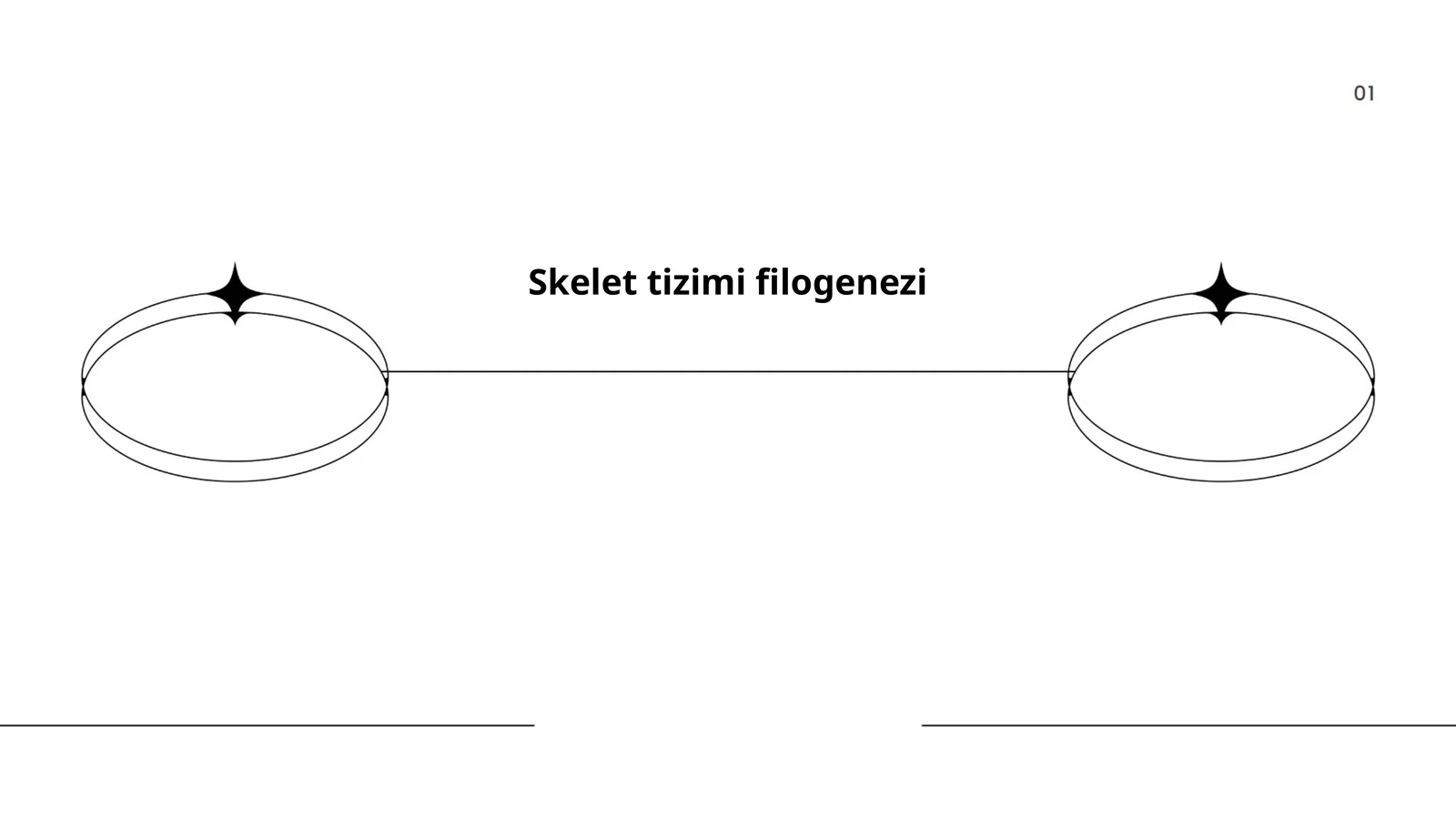 Skelet tizimi filogenezi