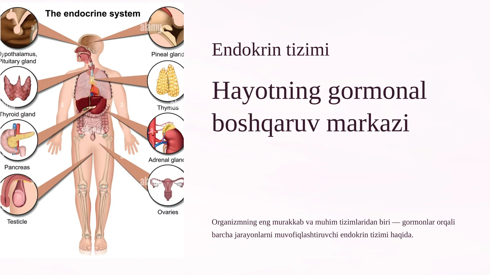Endokrin tizimi