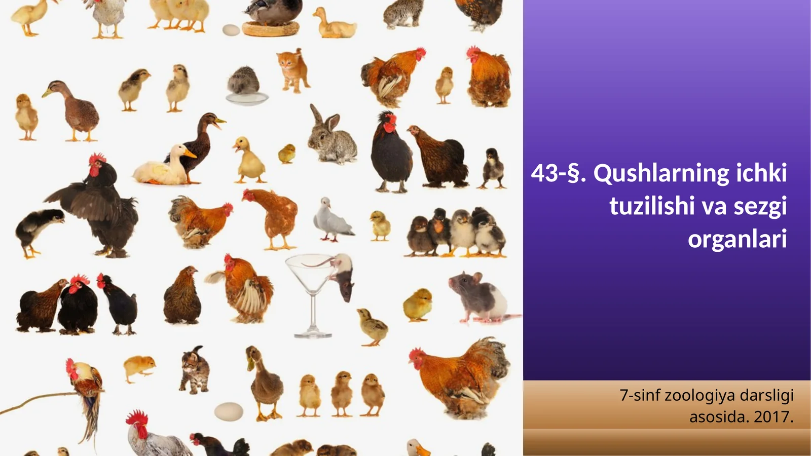 7-sinf Zoologiya 'Qushlarning ichki tuzilishi va sezgi organlari' ko'rgazma