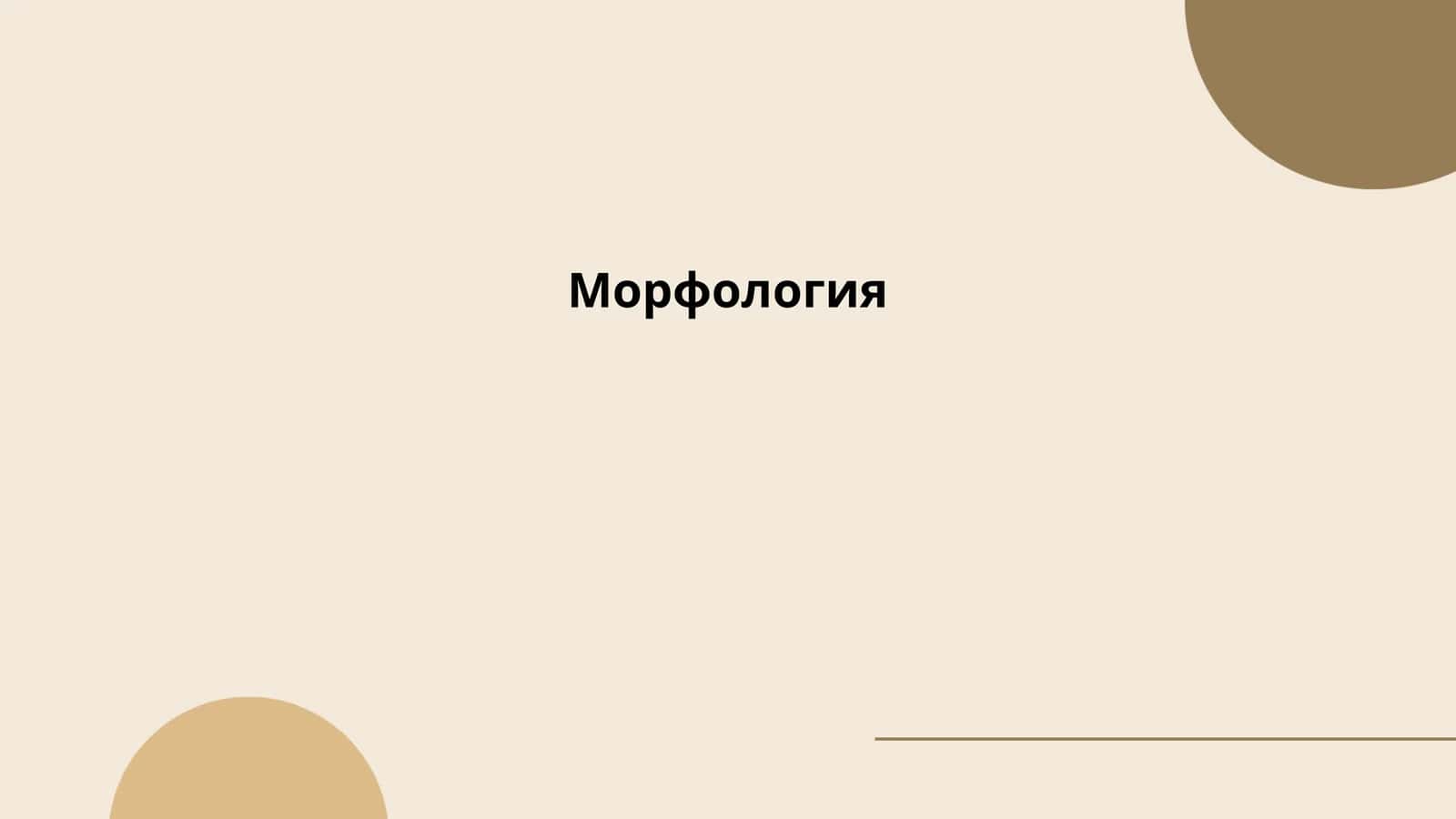 Морфология